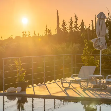 Anemone فيلة Mousata